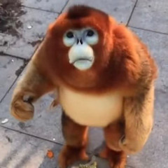s%mon