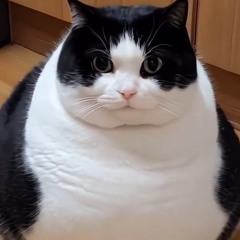 かめそう