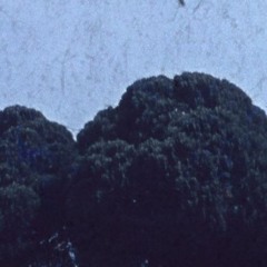plrm_jr