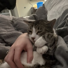 Kammo