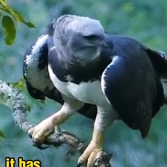 Rook