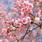 Aikiko_The_CherryBlossom