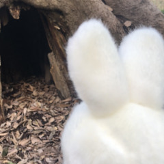 さばエリコ