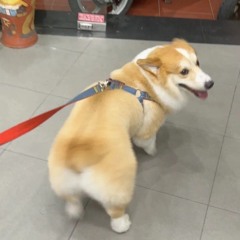 sinh tố xoài đá
