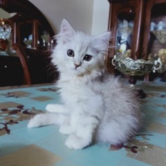Asmaa Elrefaii