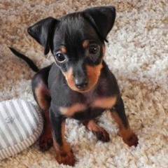 Le Chien Aboie