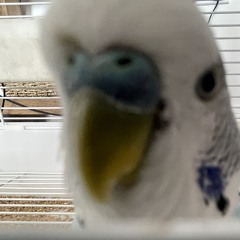 levi