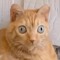 unormal_cat