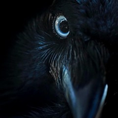 RAVEN