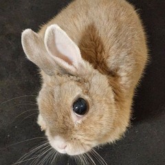 <⁠(⁠￣⁠︶⁠￣⁠)⁠>