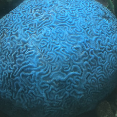 koukou_brain