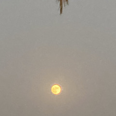 zahra'a al-hassar