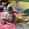 Baby Pelican