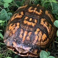 Talking to myself Remix 804 Boyz S T G & Hondo.mp3