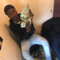 LiL 13