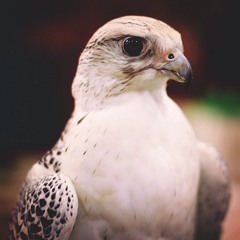 الـــــخـــــالــــــدي
