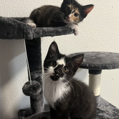 Benjicashcat