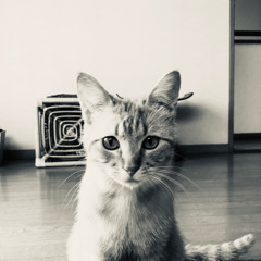 yokkiii
