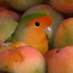 Rosália lima dos santos silva