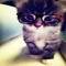 AppleCat