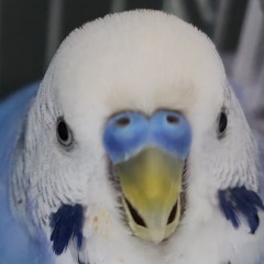 MrLolek