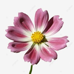 𝑔𝒾𝓈𝑒𝓁𝓁𝑒