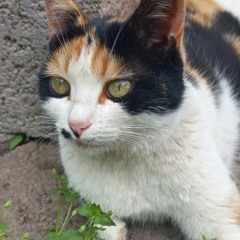 Artemis