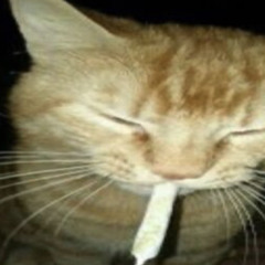 sillykitty1988