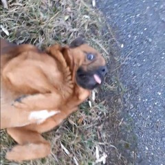 doggo0804