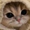 lilyy