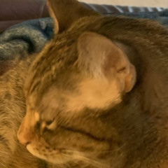 ze godly cat