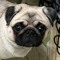 Mops_Pug