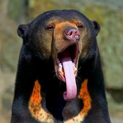 Hans Christian Kaaresen