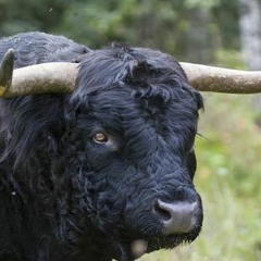 mezzosogno (archivio moth)