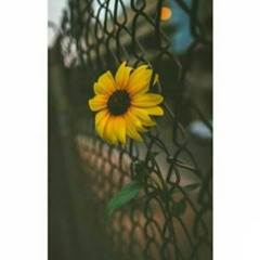 Nahed Ahmed