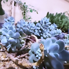 ايف