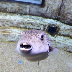 Razorfish