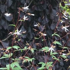 Ellen van der Hoeven