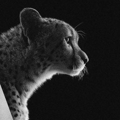 حامد امراللهی