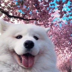 Dư Hùng Long
