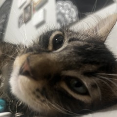 ALPHA ALMIGHTY 👁7👁