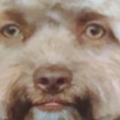 Dissapointing Dragon