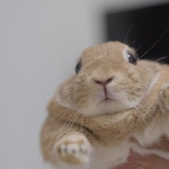 muffin