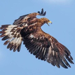 L.Hawx