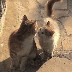 Meow_Boober