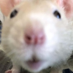 erbertthere