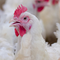 POULTRY DUBZ [MEAT GANG]