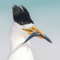 Arthonard