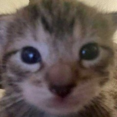 meow