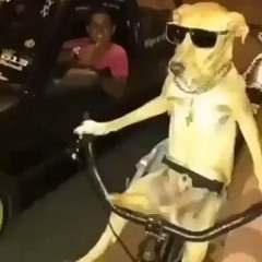 Narkotekt